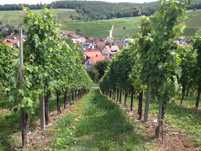 From the Vineyards to the Village of Pfaffenweiler